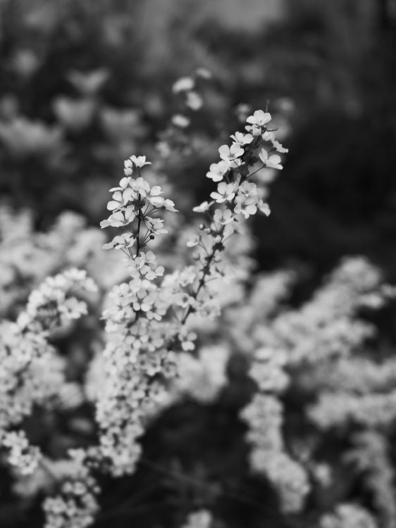 Spring, Flower, Black and White, White, Monochrome. Wallpaper in 3302x4403 Resolution