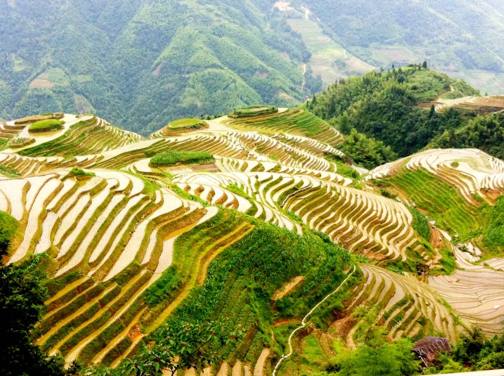 green and white plant field during daytime