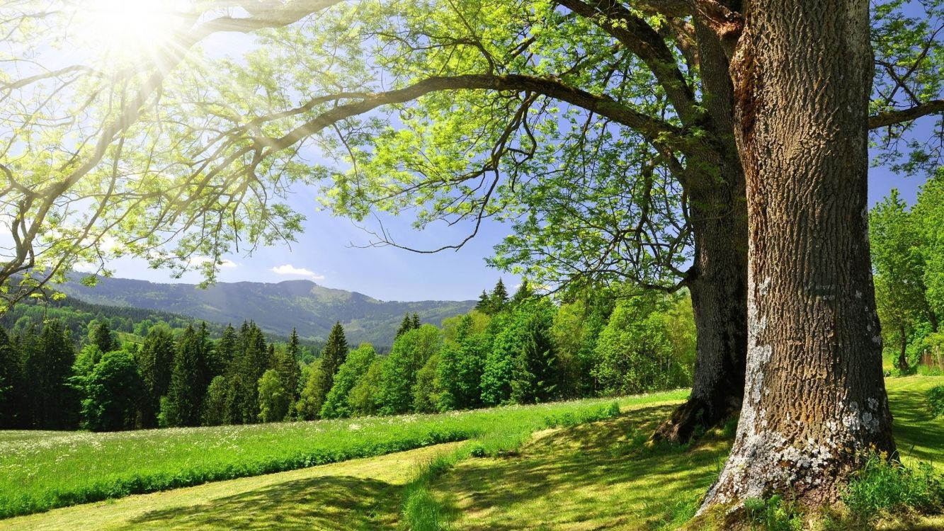 green grass field with trees and mountains in the distance