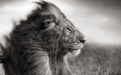 Image grayscale photo of lion lying on grass