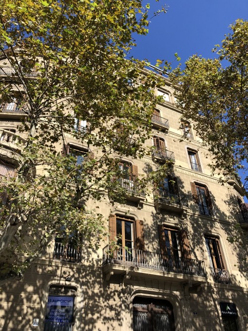 Image barcelona, tree, real estate, biology, facade