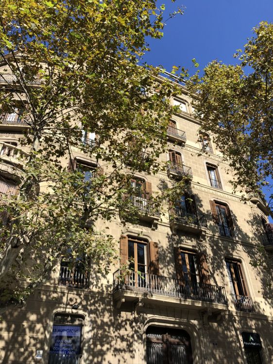 barcelona, tree, real estate, biology, facade