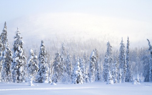 Image pine trees covered with snow