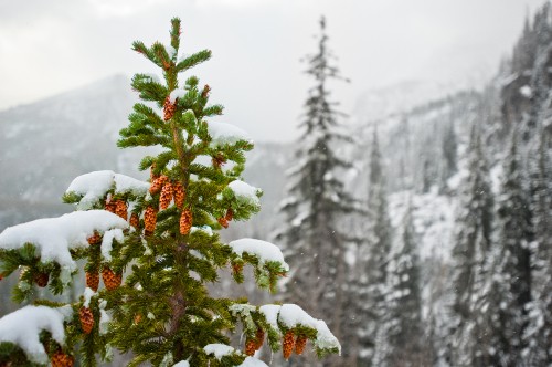 Image green and red plant covered with snow