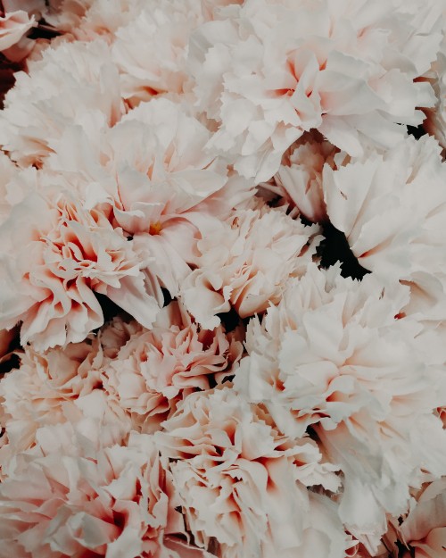 Image white flowers in macro lens