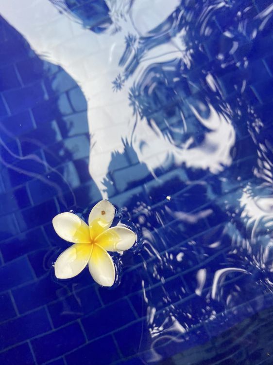 液体, 流体, 鸡蛋花, 显花植物, 草本植物 壁纸 1536x2048 允许