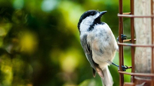 Image white and black bird on tree branch