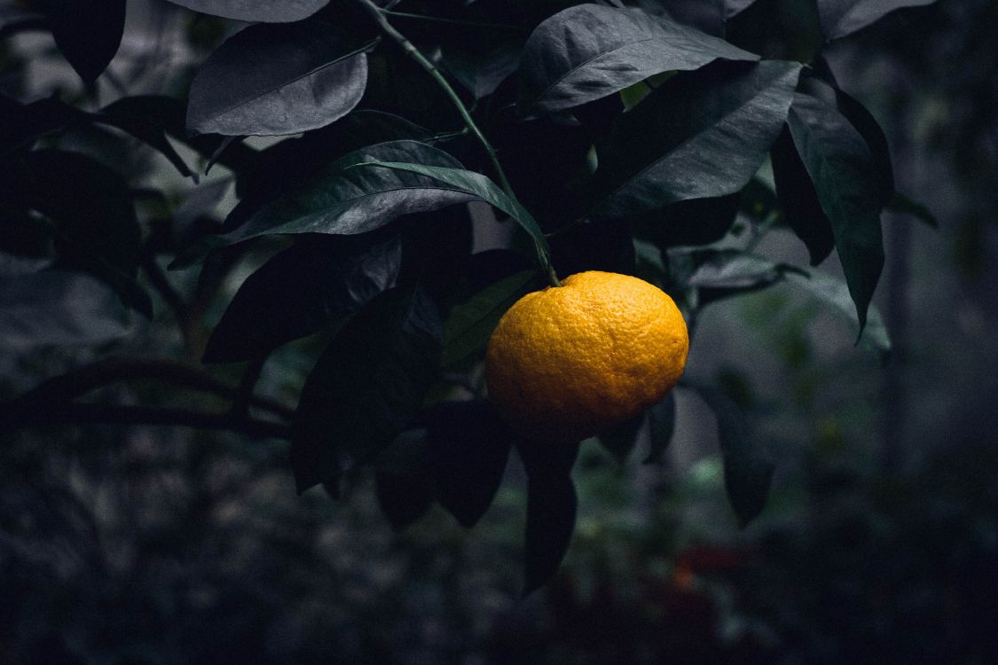 citrus, mandarin orange, fruit, orange, leaf