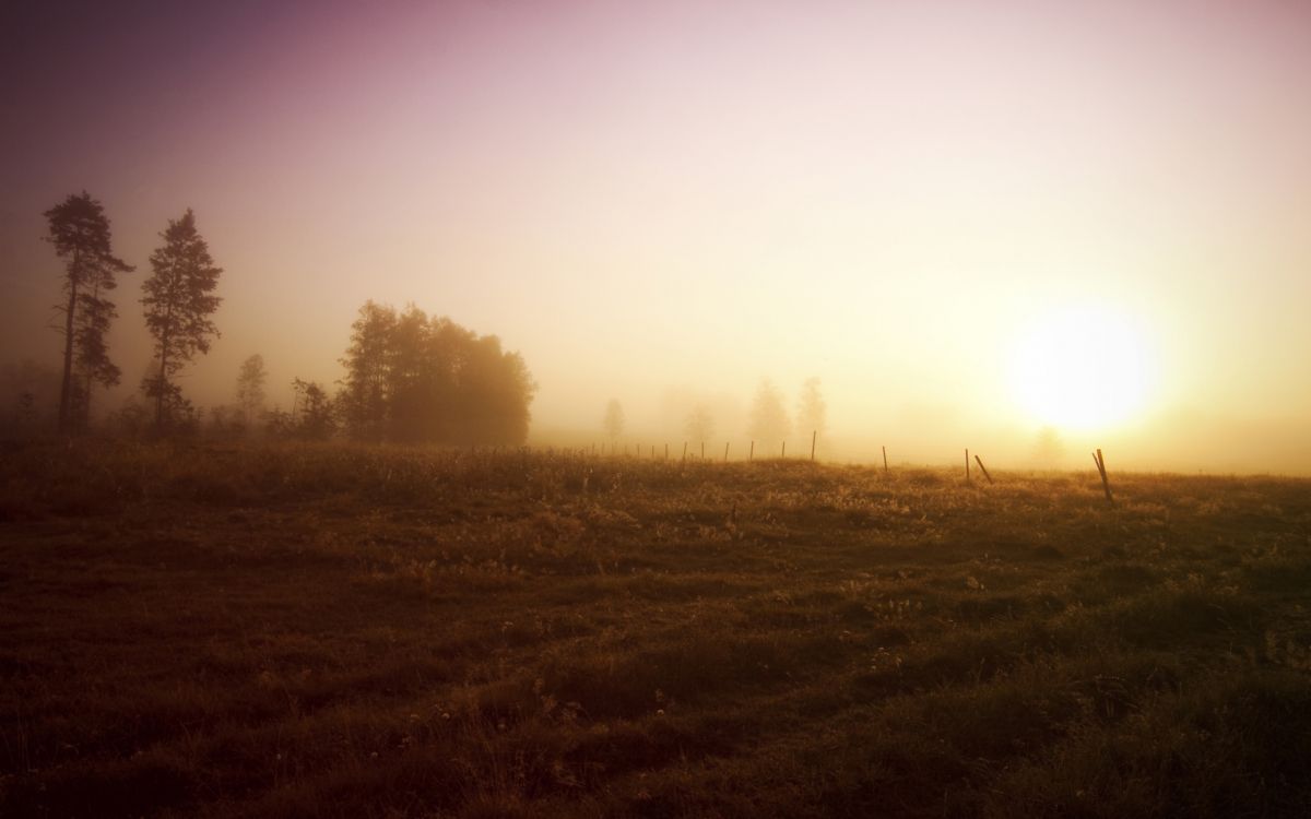 green grass field during daytime