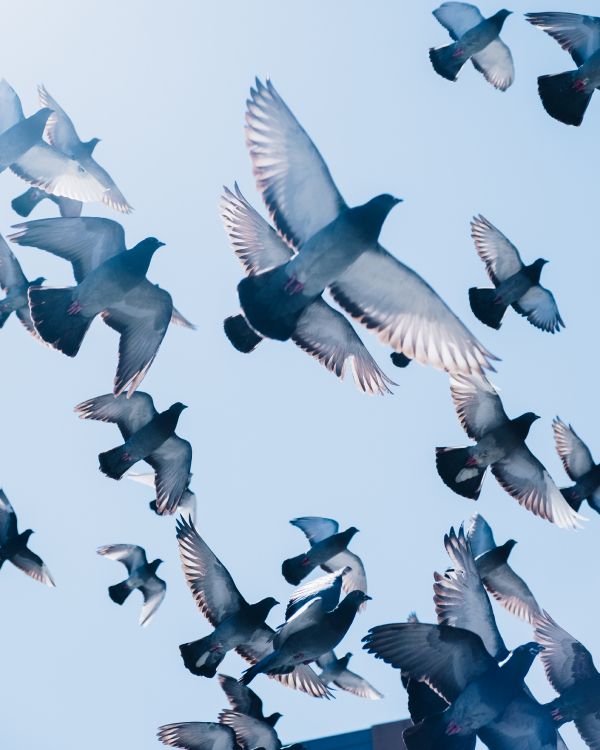 Bandada de Pájaros Volando Bajo un Cielo Azul Durante el Día. Wallpaper in 3814x4767 Resolution