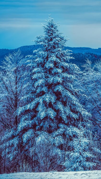 Schneebedeckter Wald, Winter, Schnee, Frost, Blau. Wallpaper in 1080x1920 Resolution