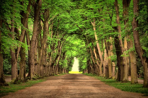 Image brown pathway between green trees during daytime