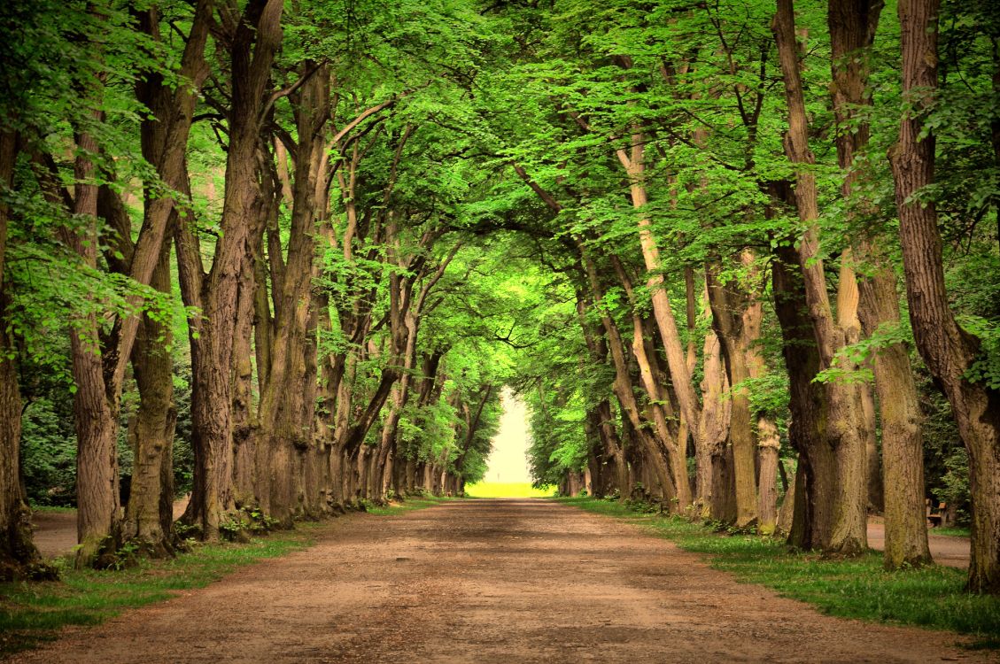 brown pathway between green trees during daytime