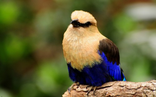 Image blue yellow and brown bird on brown tree branch