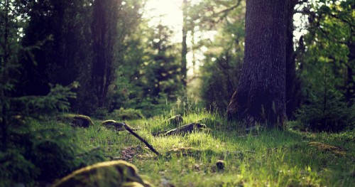 Image green grass field and brown tree trunk