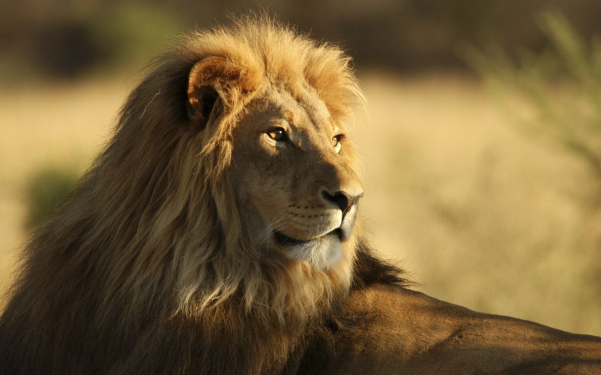 Lion Brun en Photographie Rapprochée Pendant la Journée. Wallpaper in 2560x1600 Resolution