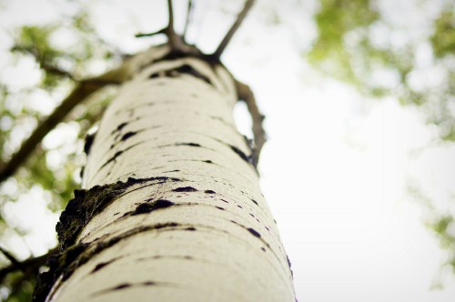 Image low angle photography of brown tree trunk