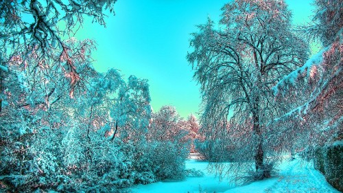 Image trees covered with snow during daytime