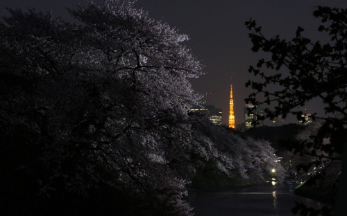 Image trees near body of water during night time