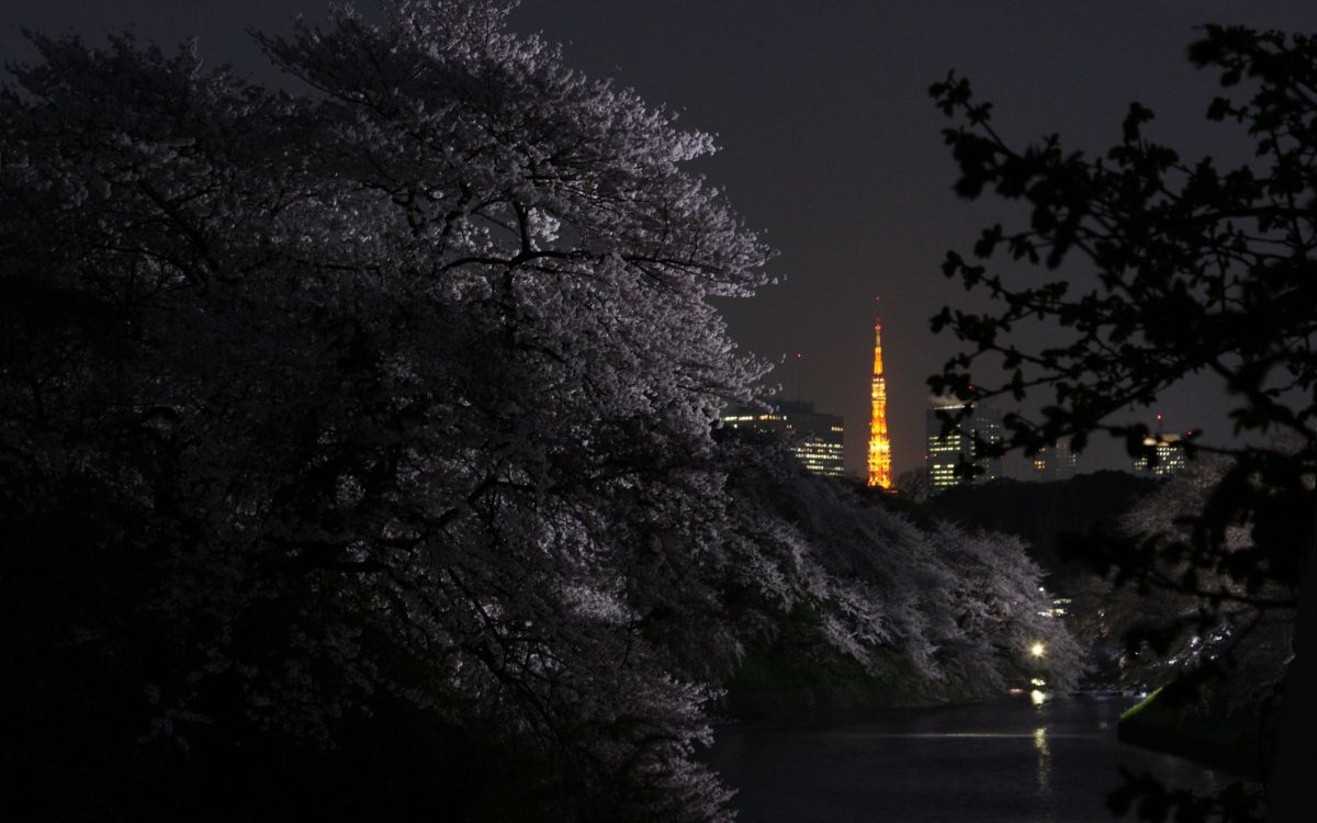 trees near body of water during night time