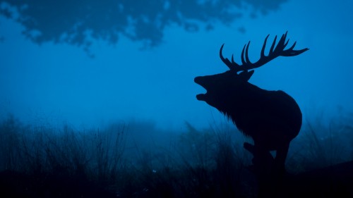 Image brown deer on green grass during daytime