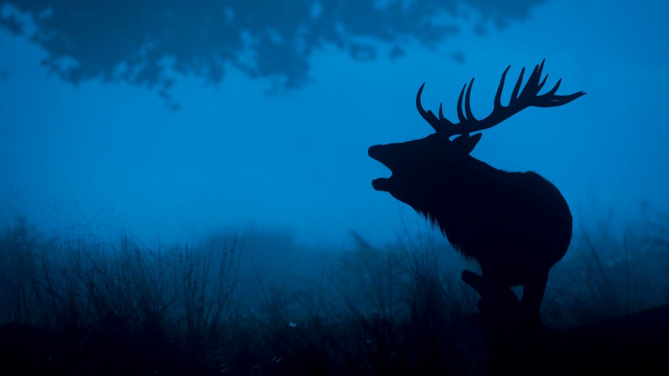 brown deer on green grass during daytime