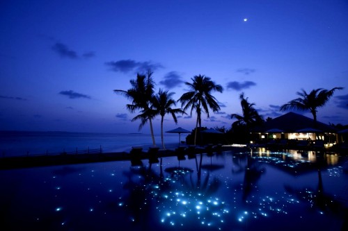 Image palm trees near body of water during night time