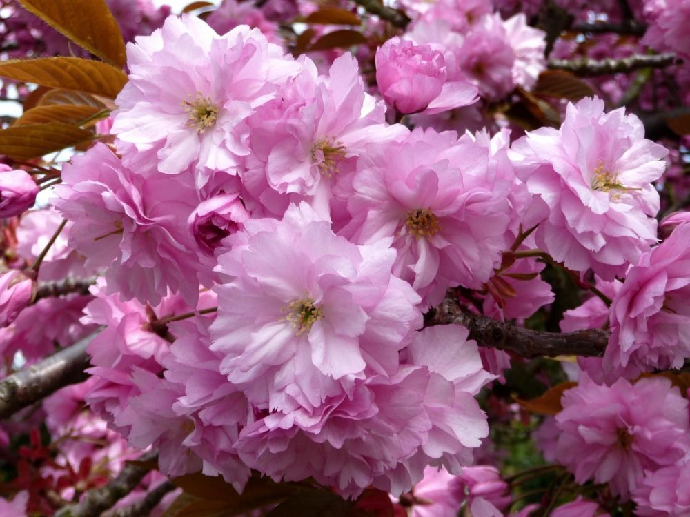 Pink and White Flowers During Daytime. Wallpaper in 2048x1536 Resolution