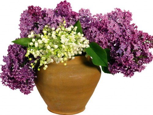 Image purple and white flowers on brown clay pot