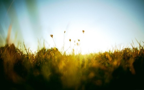 Image green grass field during daytime