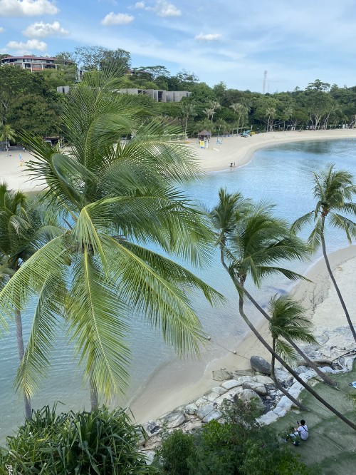 Image vegetation, palm trees, beach, caribbean, biology