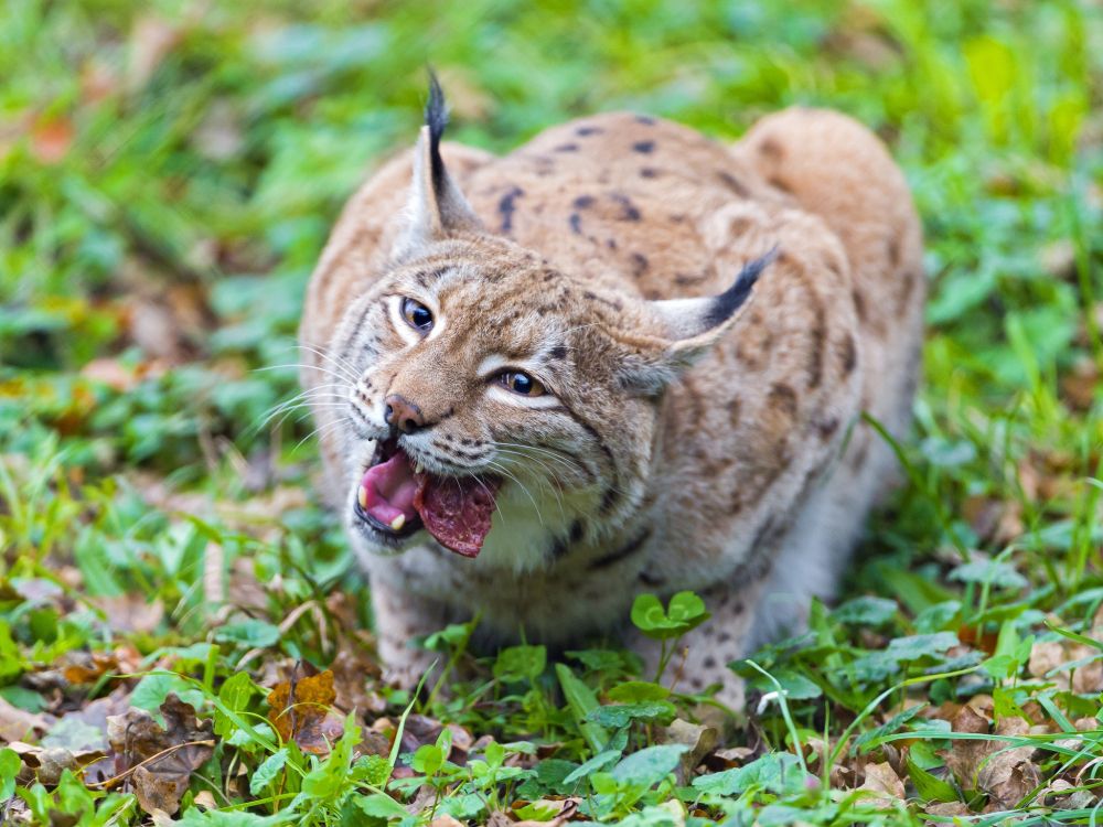 brown and black cat on green grass during daytime