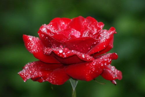 Image red rose in bloom with dew drops