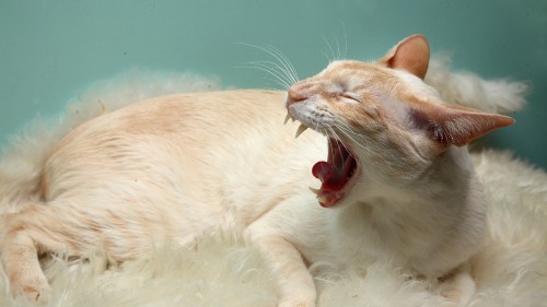 Image white and brown cat on white textile