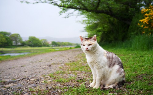 Image white and brown cat on brown soil