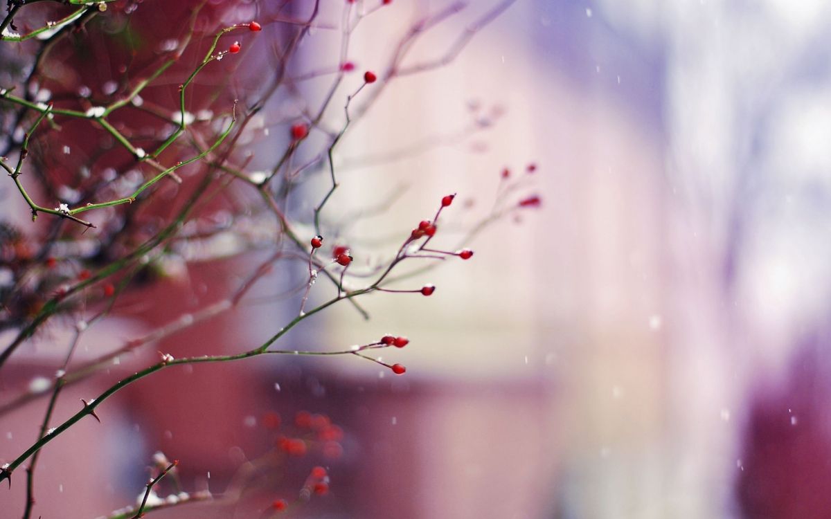 red and green plant in close up photography