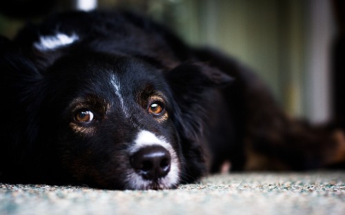 Image black and white border collie mix lying on ground