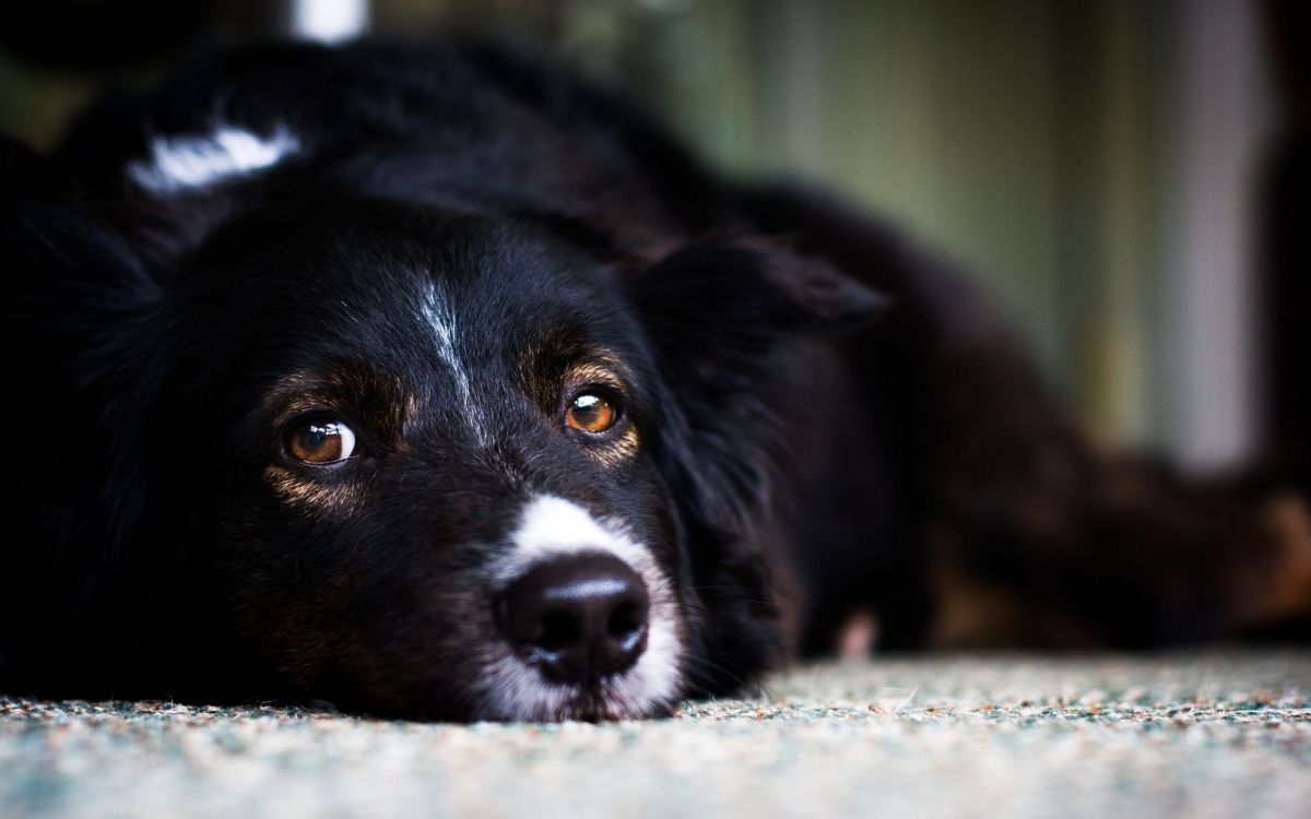 black and white border collie mix lying on ground