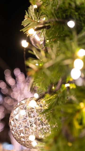 Image woody plant, tree, light, christmas, twig