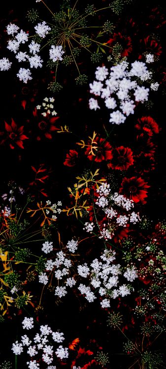 la Botánica, Sucursal, la Vegetación, Ramita, Planta Terrestre. Wallpaper in 1440x3200 Resolution