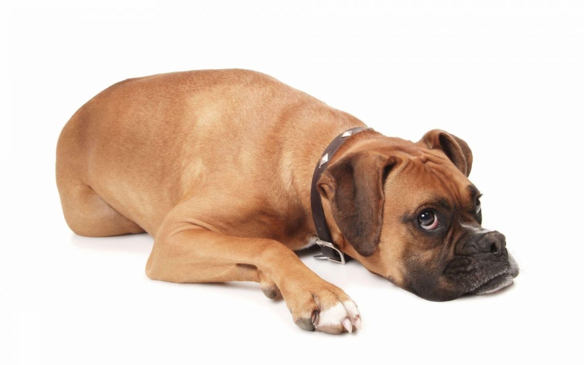 Chien à Poil Court Brun et Noir. Wallpaper in 1920x1200 Resolution