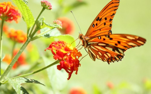 Image orange and black butterfly perched on green plant