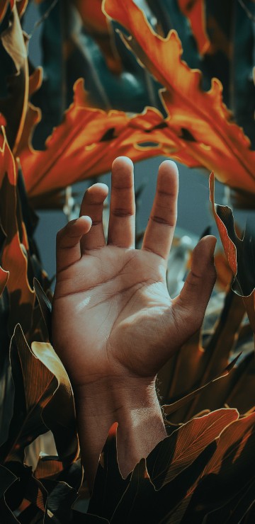 Image persons hand on brown leaves