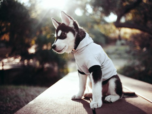 Image black and white siberian husky puppy in white jacket