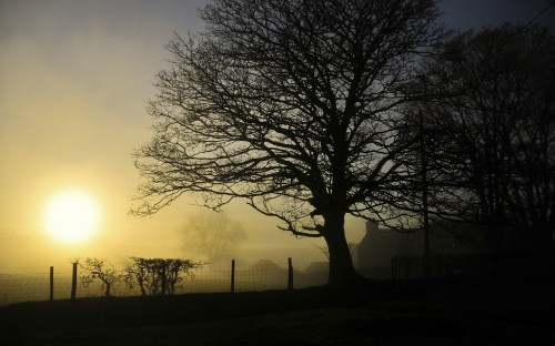 Image bare tree on green grass field during sunset