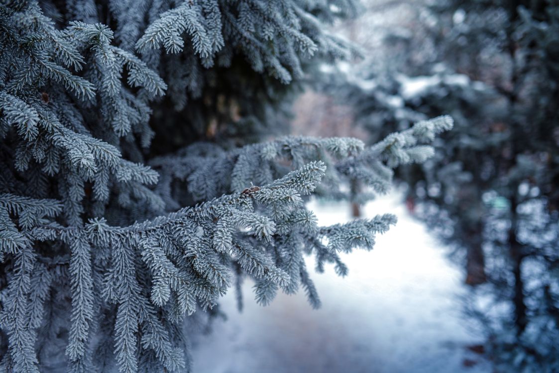Green Pine Tree Covered With Snow. Wallpaper in 6016x4016 Resolution