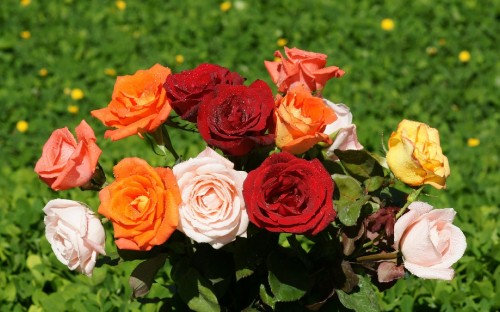 Image red and white roses on green grass field