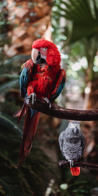 beak, birds, Parrots, hyacinth macaw, macaw