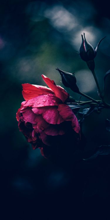 菌群, 希望上帝, 气氛, 粉红色, 树枝 壁纸 1681x3362 允许