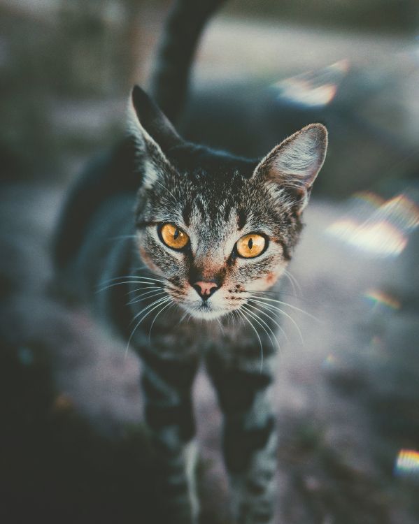 Black and White Cat in Tilt Shift Lens. Wallpaper in 3447x4309 Resolution